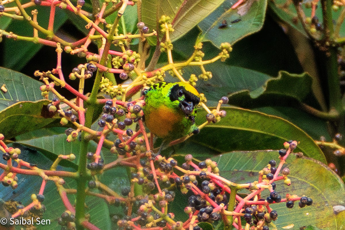 Green-and-gold Tanager - ML637421023