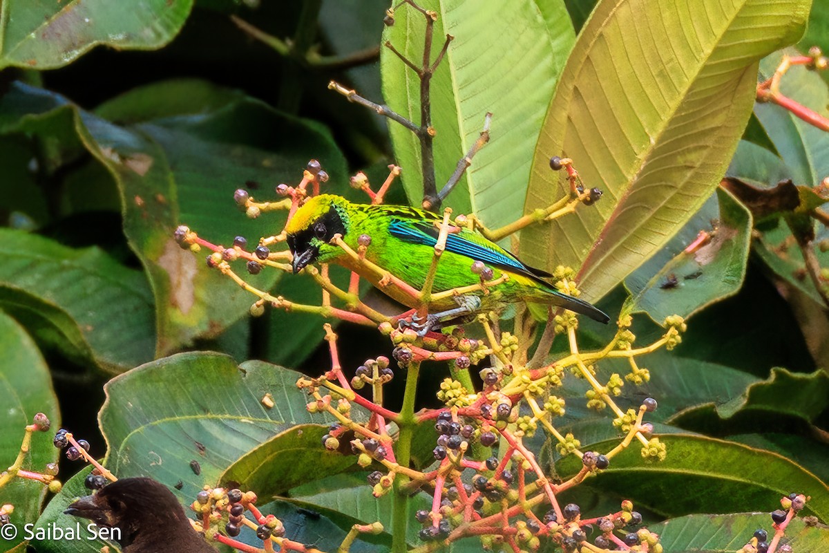 Green-and-gold Tanager - ML637421024