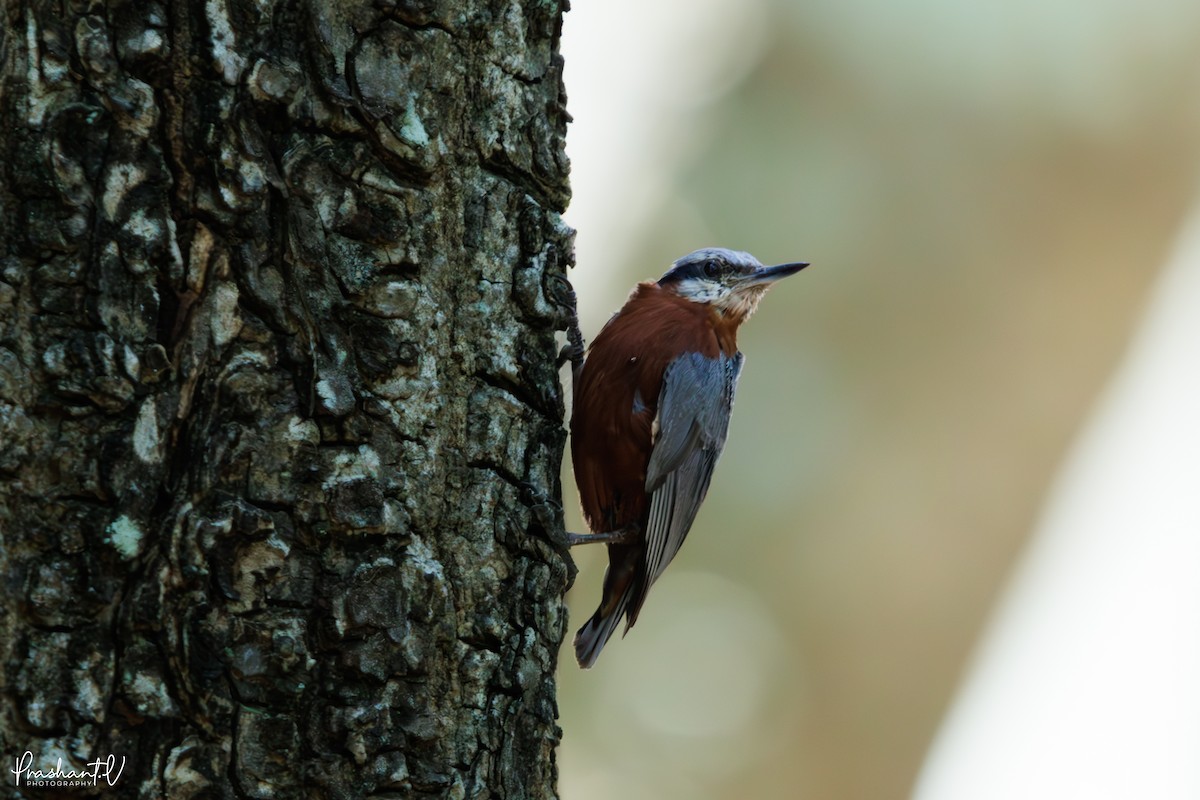 Indian Nuthatch - ML637421025