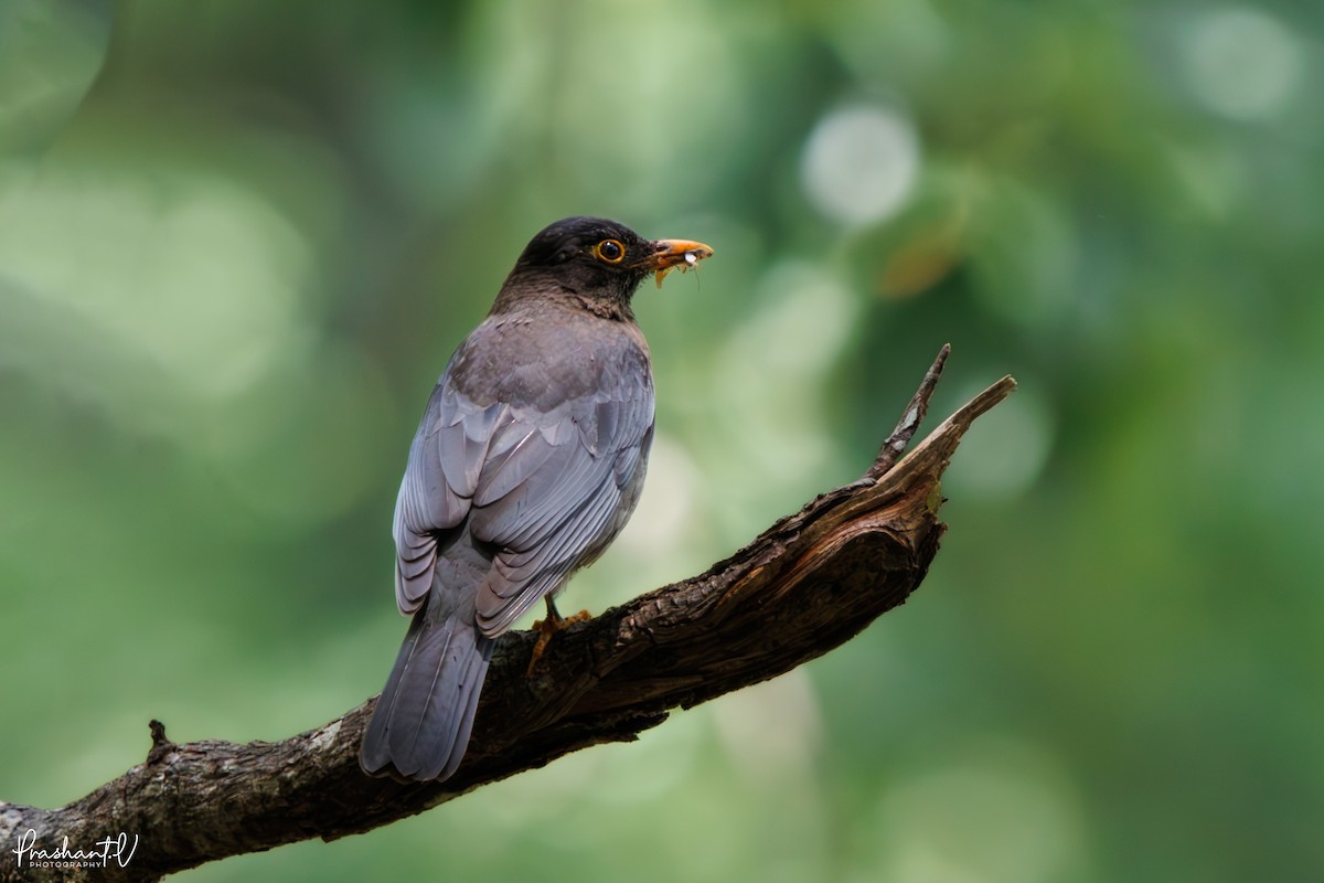 Indian Blackbird - ML637421078