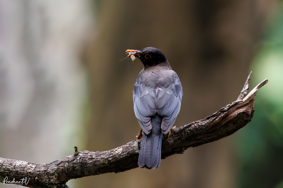 Indian Blackbird - ML637421080