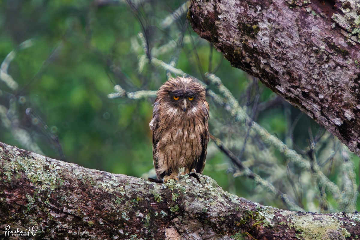 Brown Fish-Owl - ML637421096