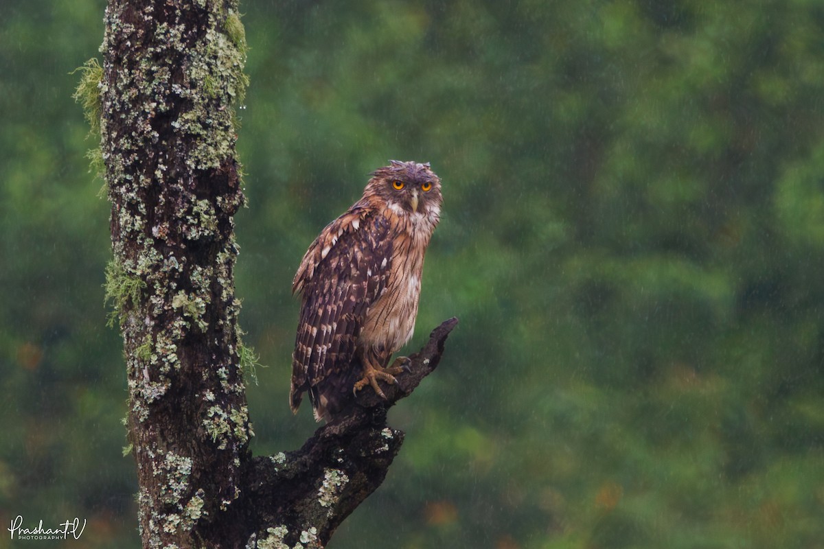 Brown Fish-Owl - ML637421159