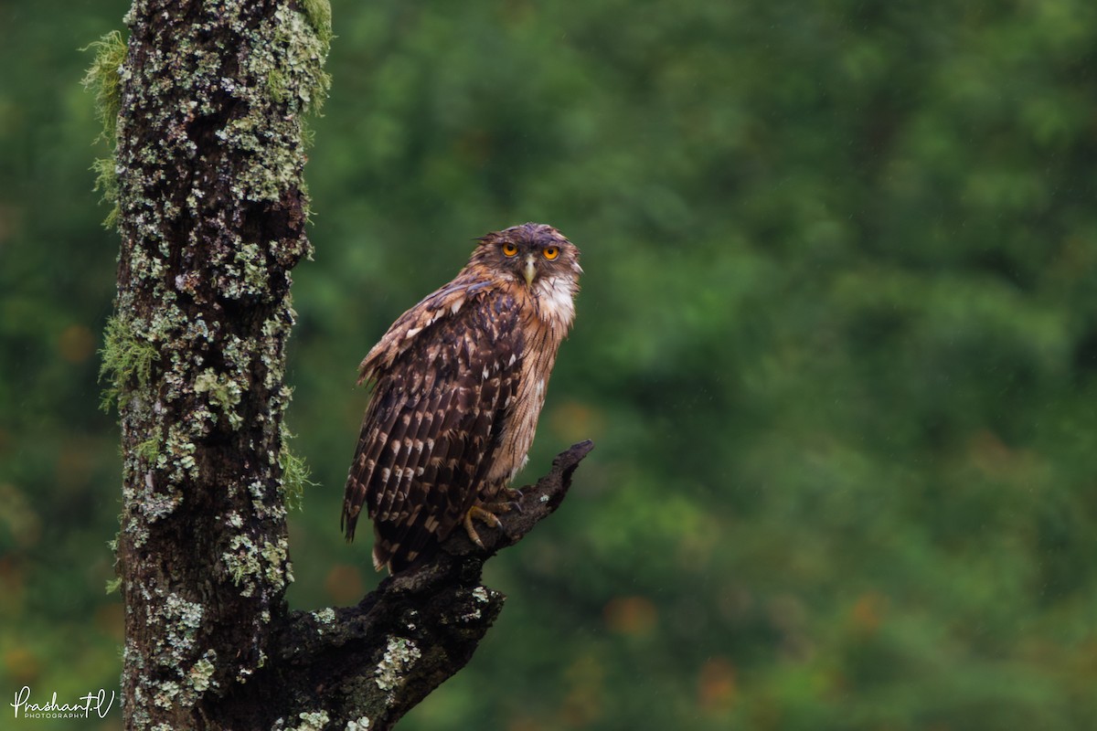 Brown Fish-Owl - ML637421166