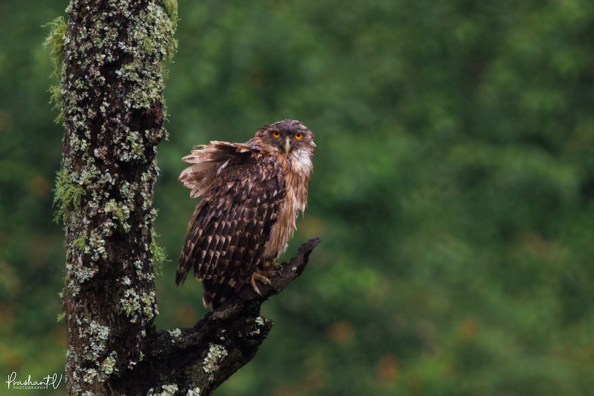 Brown Fish-Owl - ML637421185