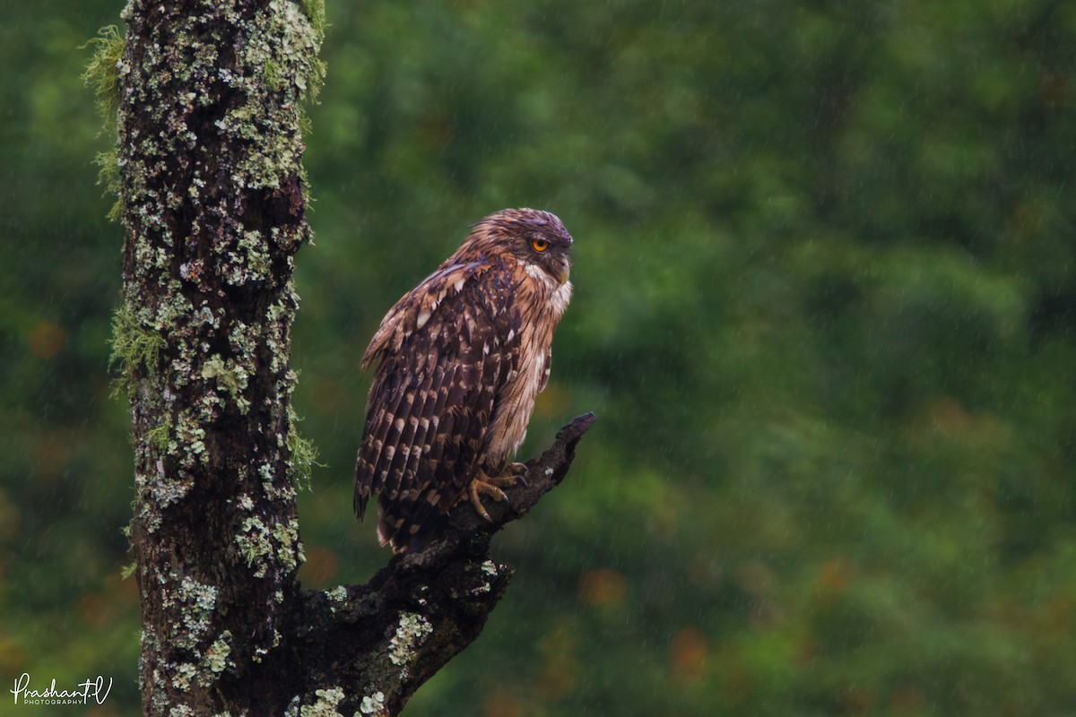 Brown Fish-Owl - ML637421191