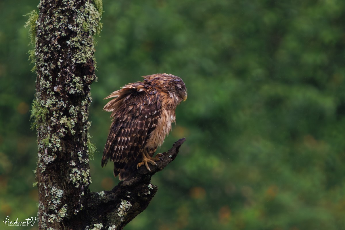 Brown Fish-Owl - ML637421215