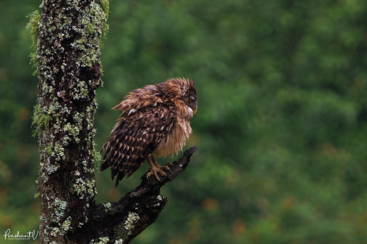Brown Fish-Owl - ML637421217