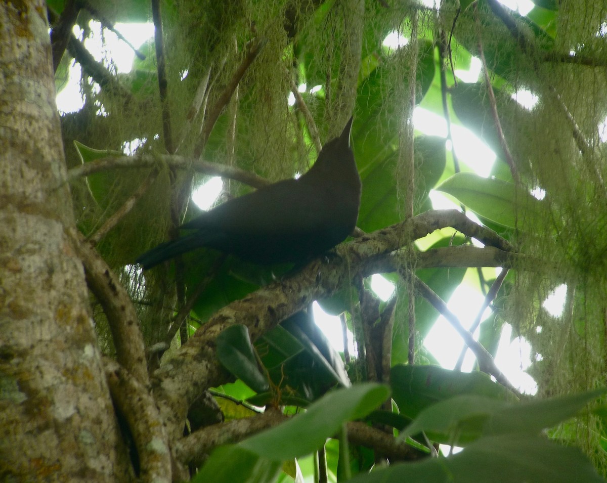jamaicatrupial - ML637421247