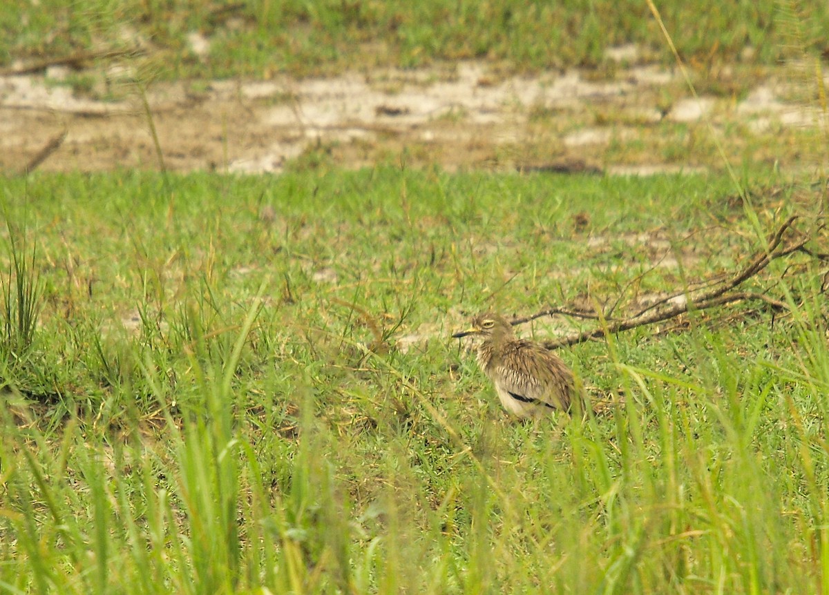 Senegal Thick-knee - ML637421297