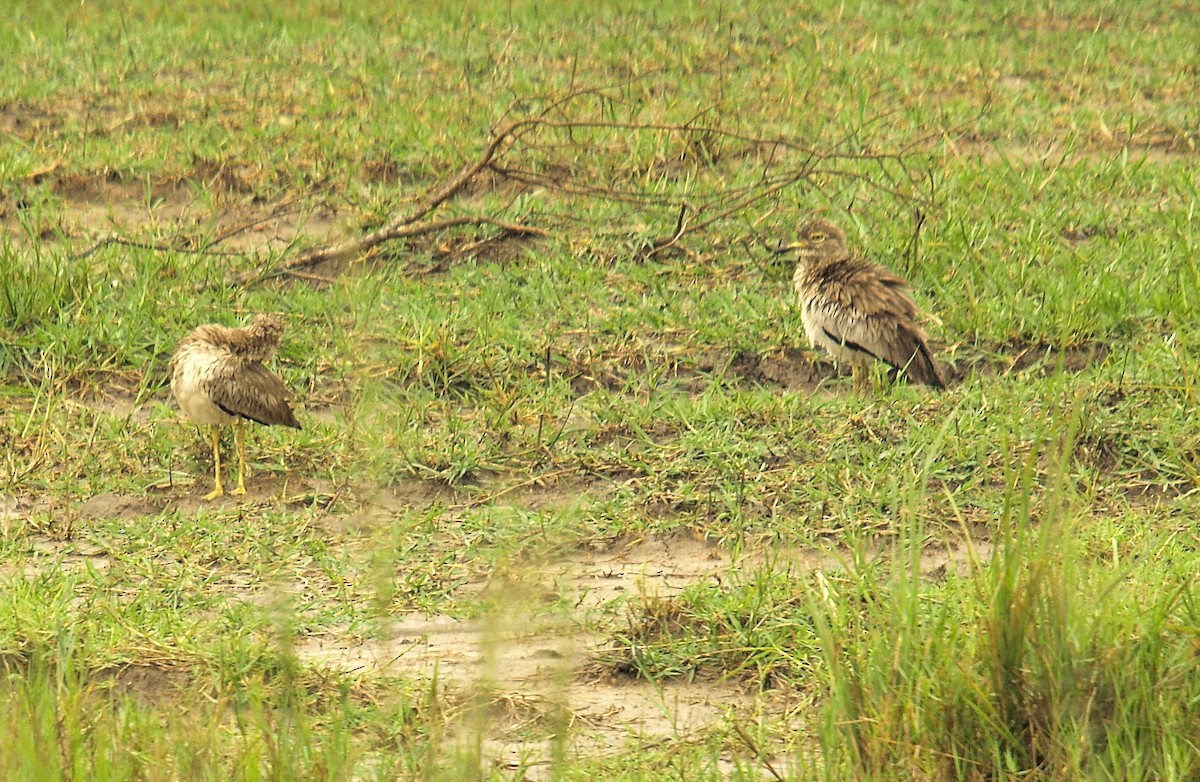 Senegal Thick-knee - ML637421298