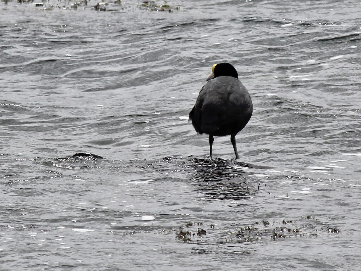 Slate-colored Coot - ML637421306