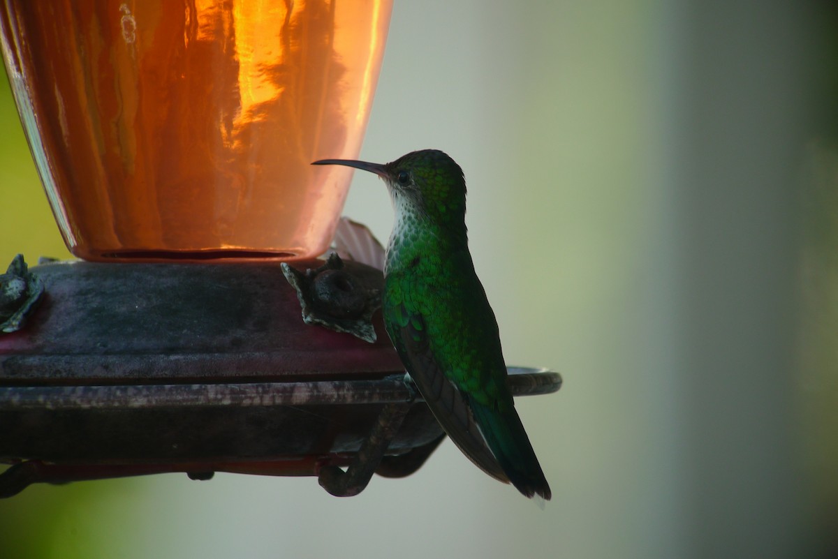 Colibrí Zumbadorcito - ML637421312