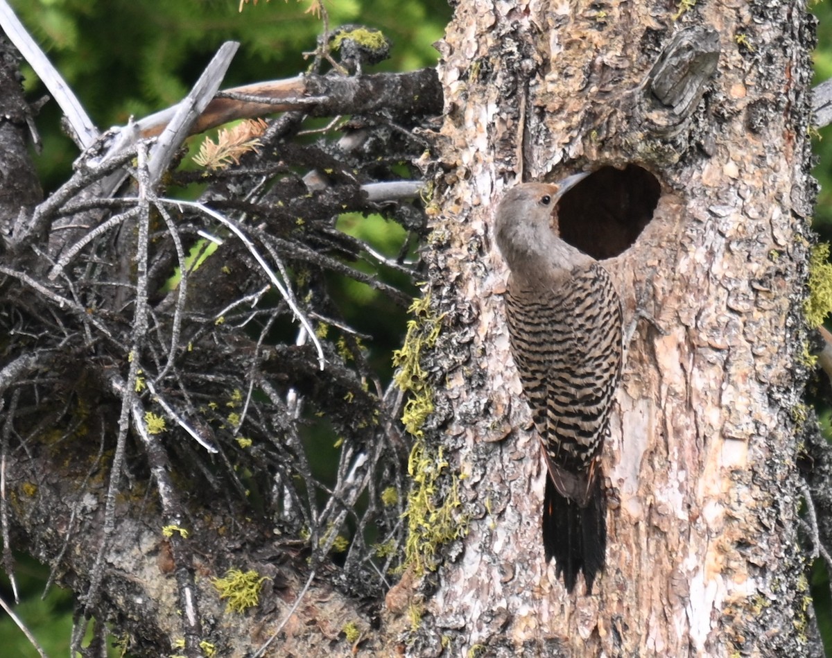 Northern Flicker - ML637421344