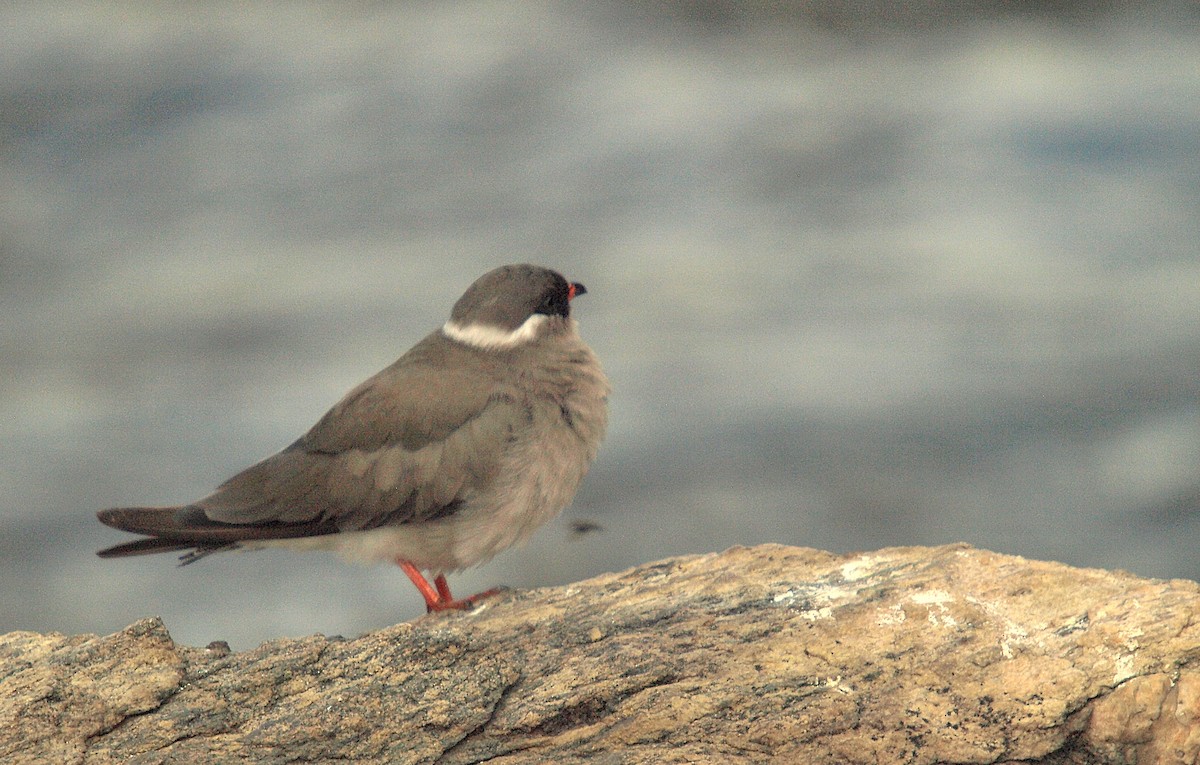 Rock Pratincole (White-naped) - ML637421430