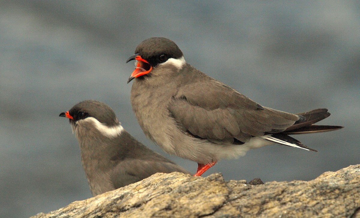 Rock Pratincole (White-naped) - ML637421431