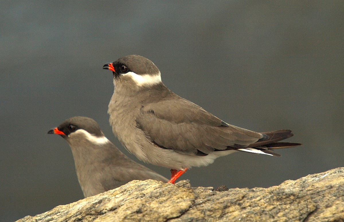 Rock Pratincole (White-naped) - ML637421432