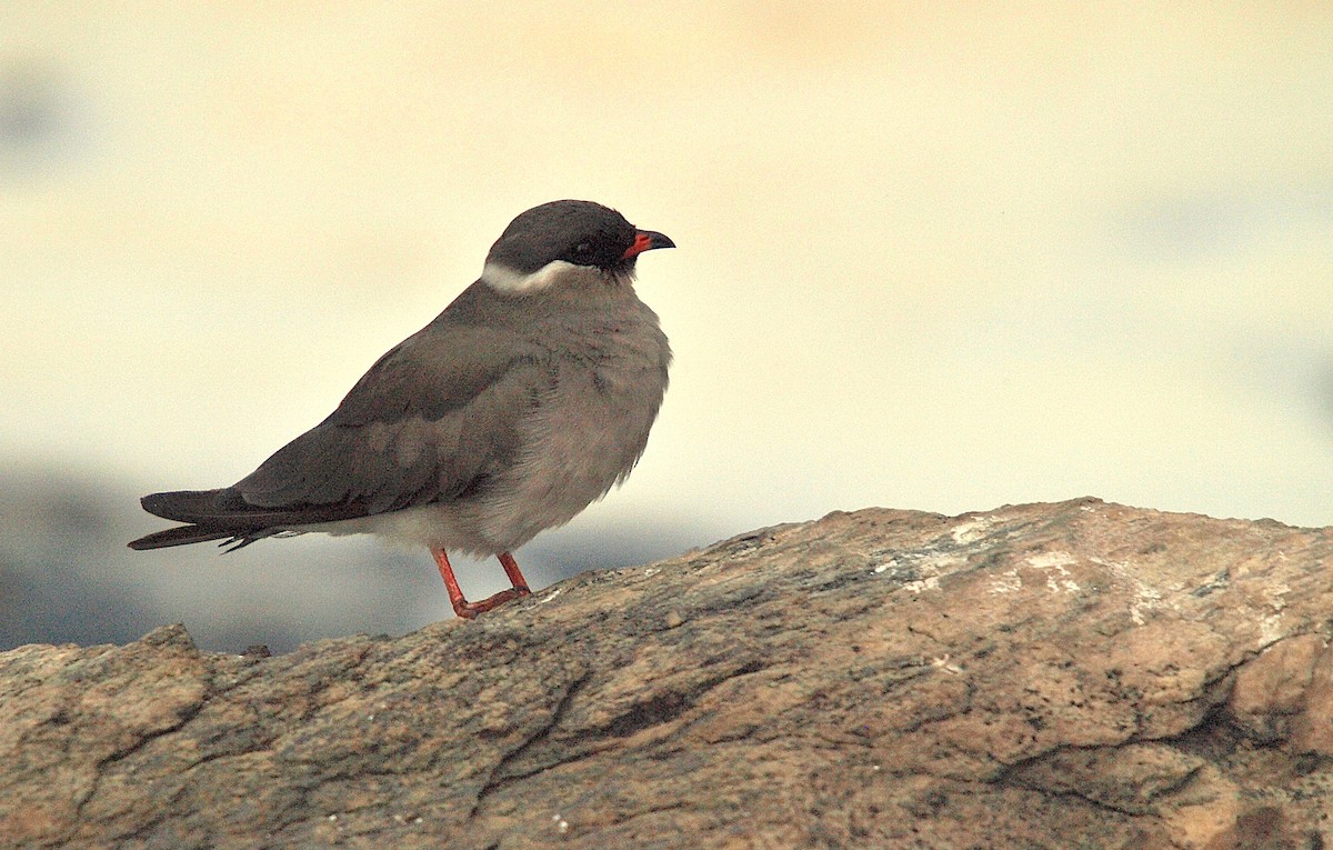 Rock Pratincole (White-naped) - ML637421433