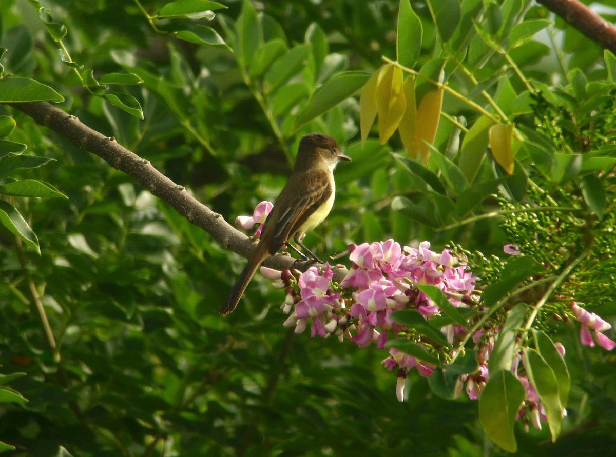 Sad Flycatcher - ML637421451
