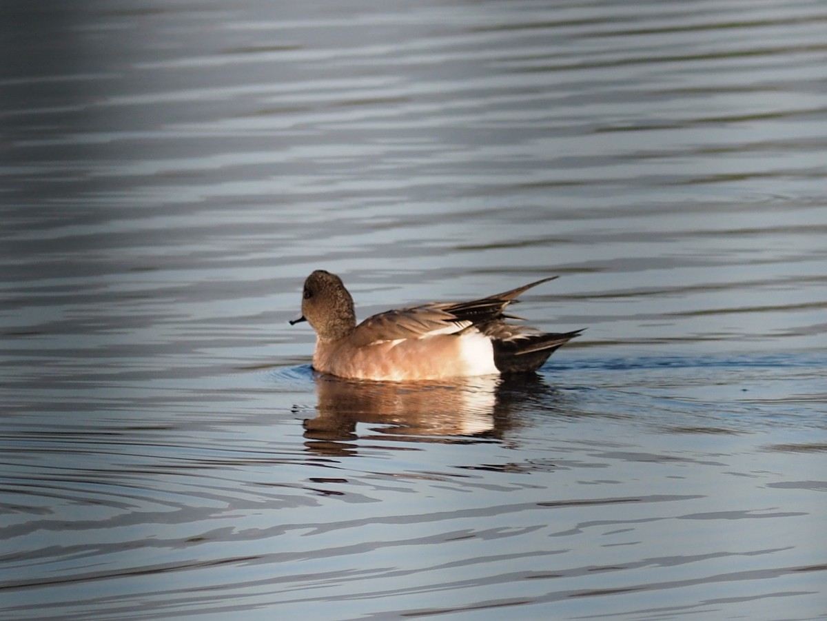 American Wigeon - ML637421452