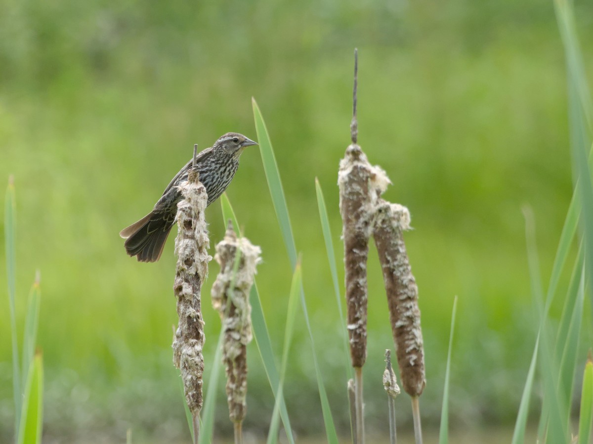 Red-winged Blackbird - Seth M. Price