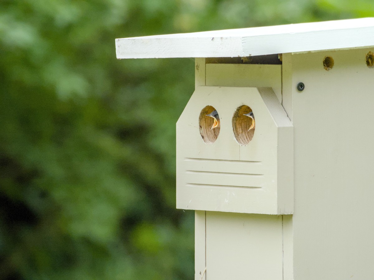 Tree Swallow - Seth M. Price