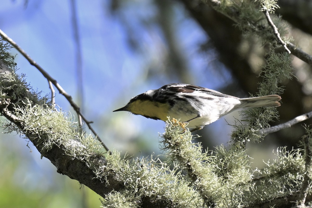 Yellow-throated Warbler - ML637421534