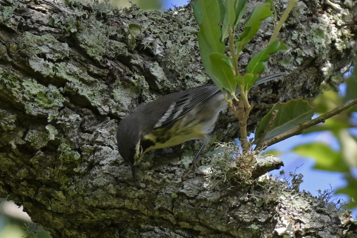Yellow-throated Warbler - ML637421535