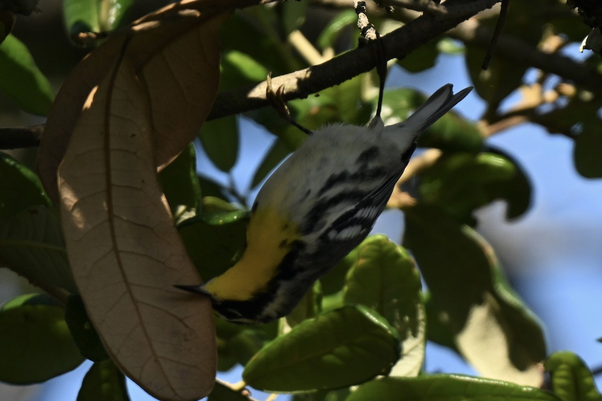 Yellow-throated Warbler - ML637421540