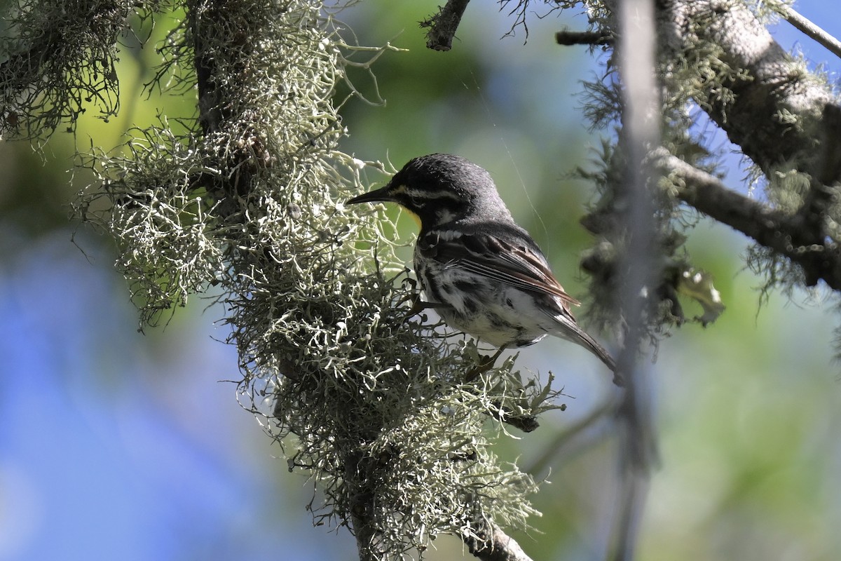 Yellow-throated Warbler - ML637421542