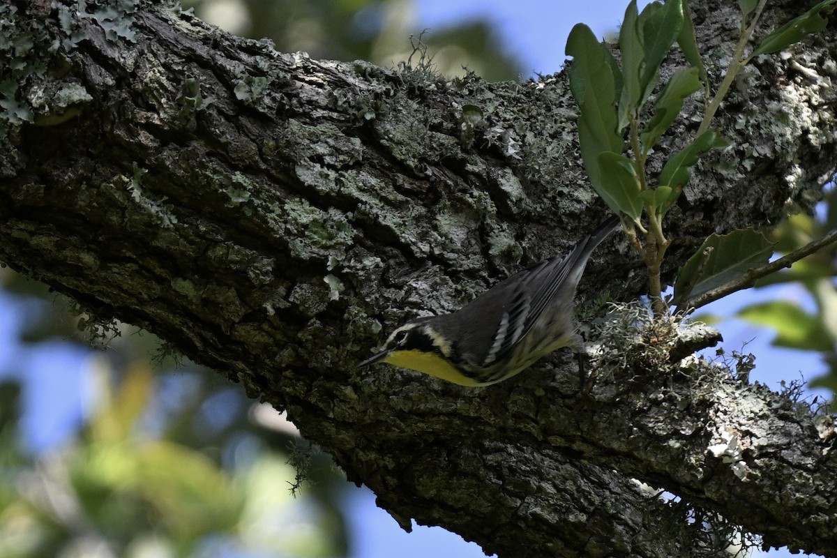 Yellow-throated Warbler - ML637421545