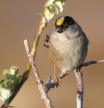 Golden-crowned Sparrow - ML637421550