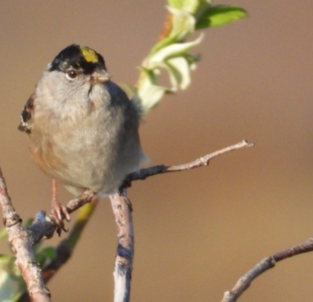 Golden-crowned Sparrow - ML637421551