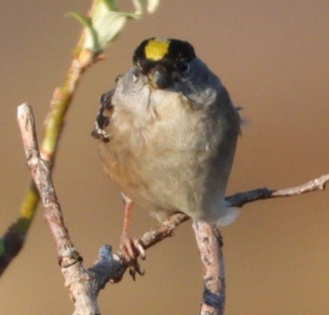 Golden-crowned Sparrow - ML637421552