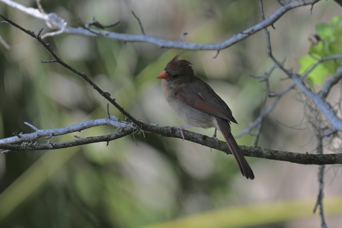 Northern Cardinal - ML637421574