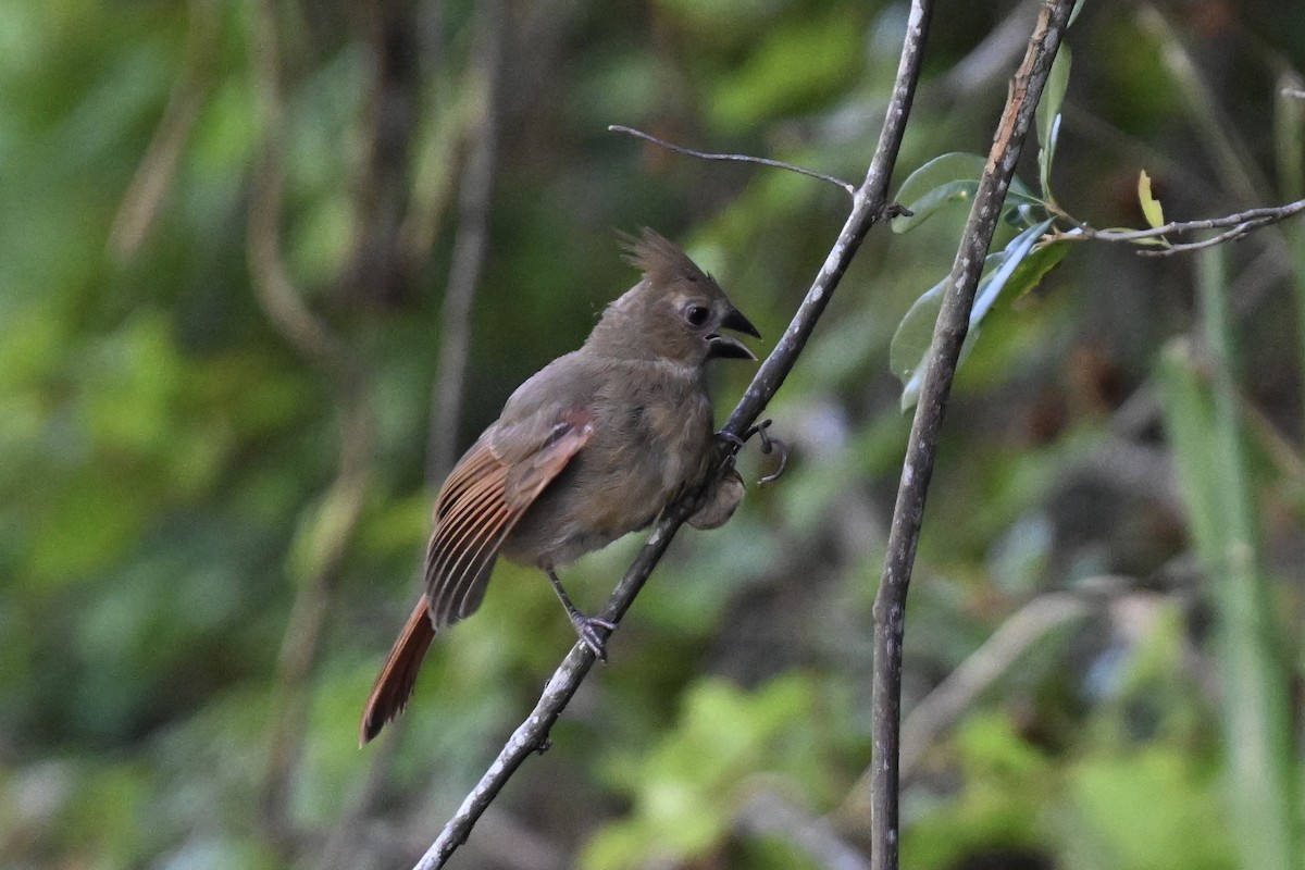 Northern Cardinal - ML637421576