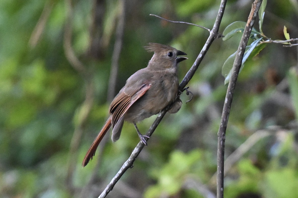 Northern Cardinal - ML637421577