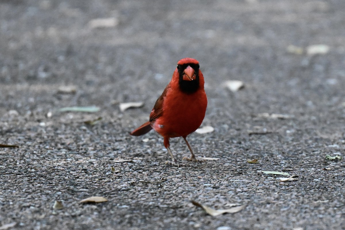 Northern Cardinal - ML637421578