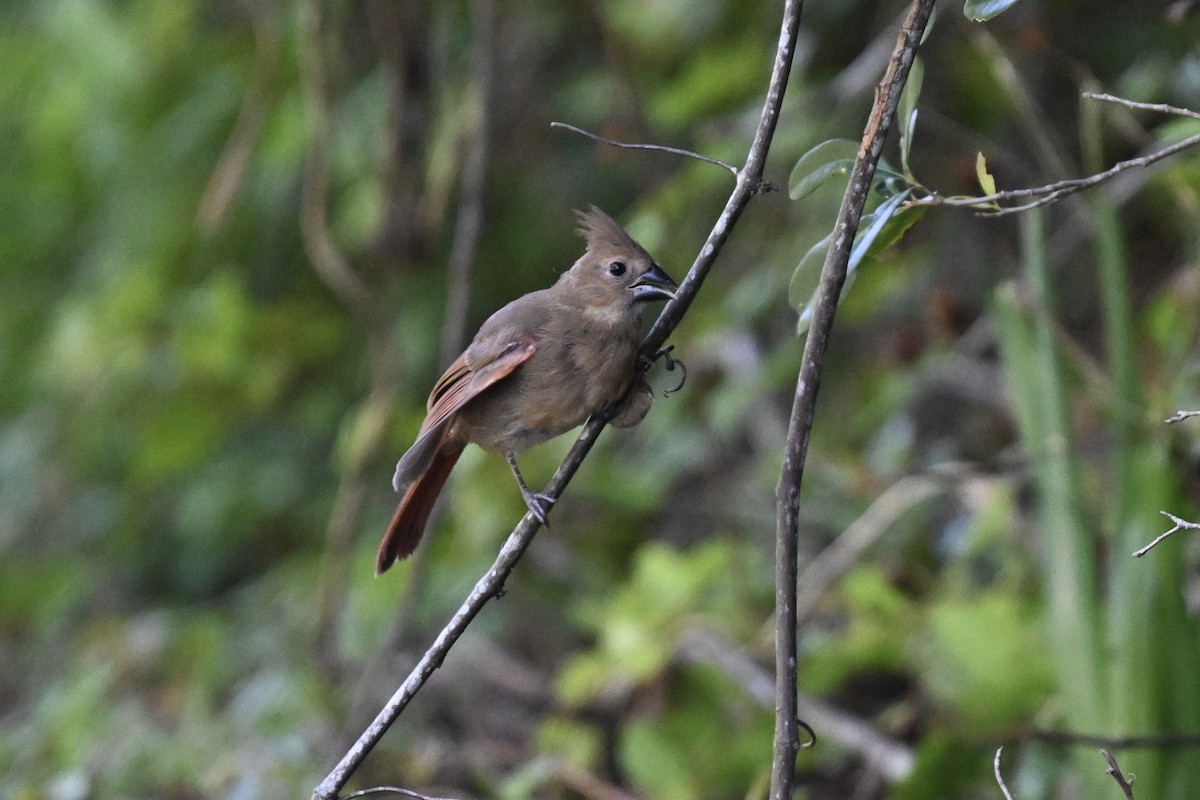 Northern Cardinal - ML637421579