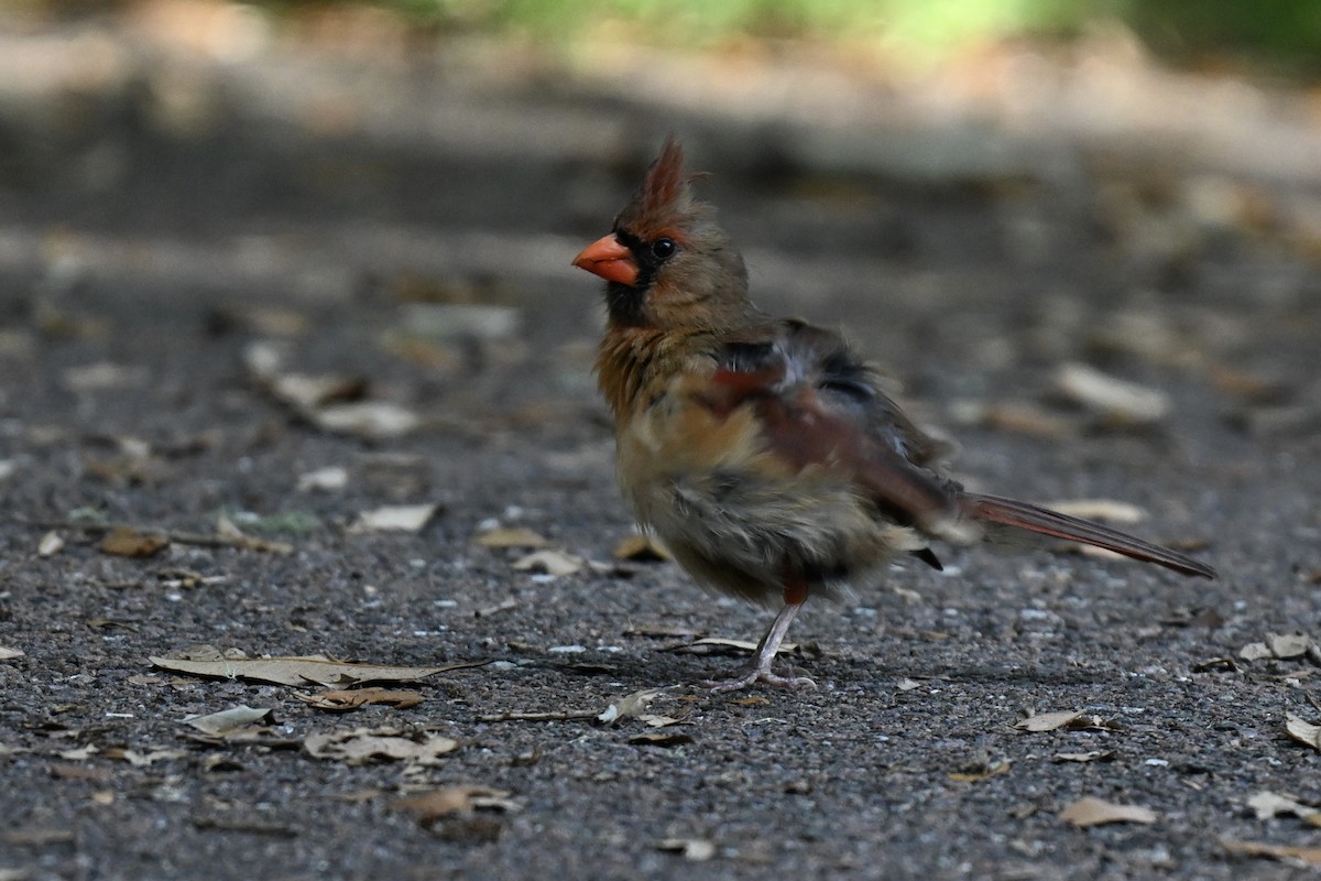 Northern Cardinal - ML637421580