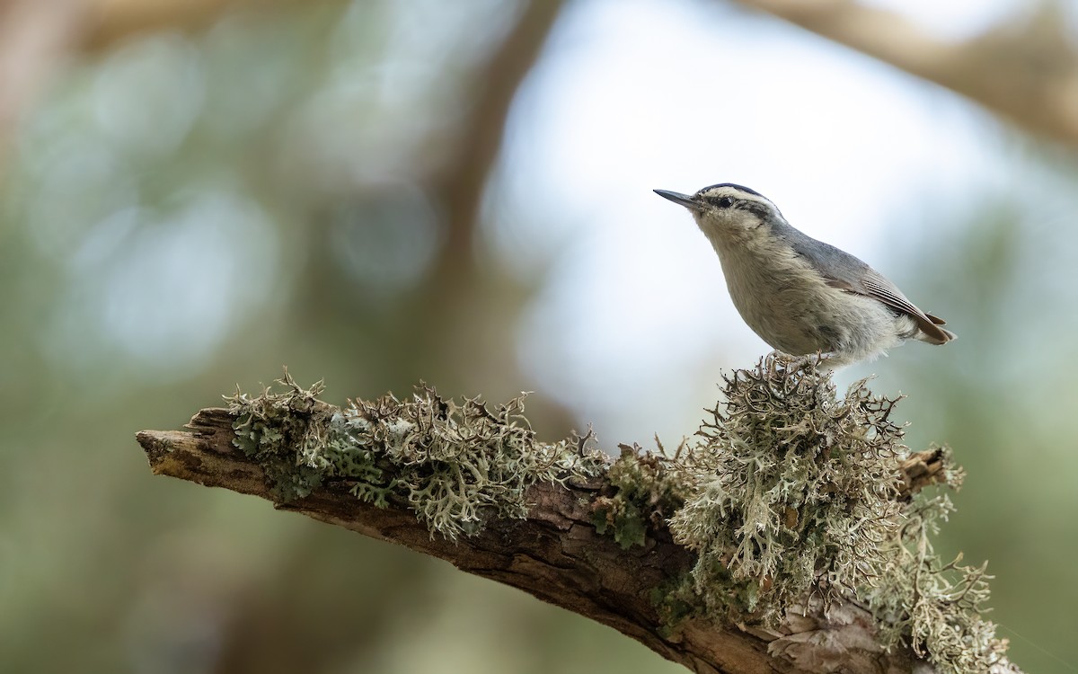 Corsican Nuthatch - ML637421604