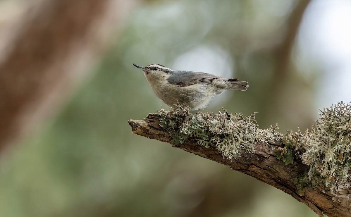 Corsican Nuthatch - ML637421605
