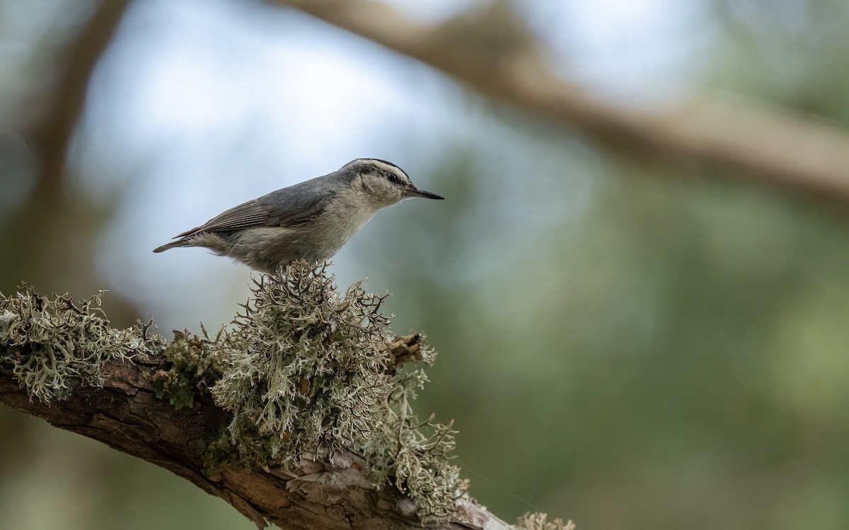 Corsican Nuthatch - ML637421607