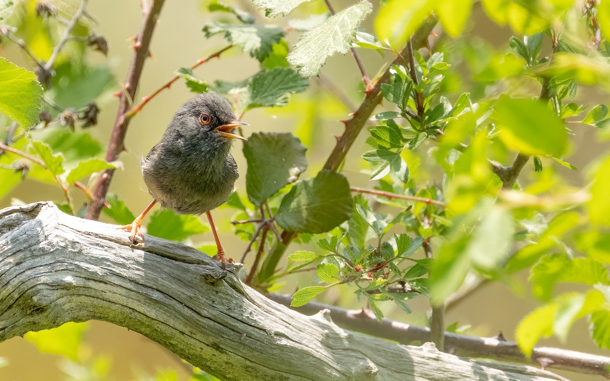 Marmora's Warbler - ML637421663