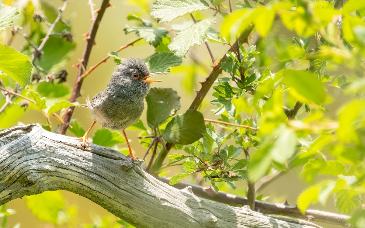Marmora's Warbler - ML637421664