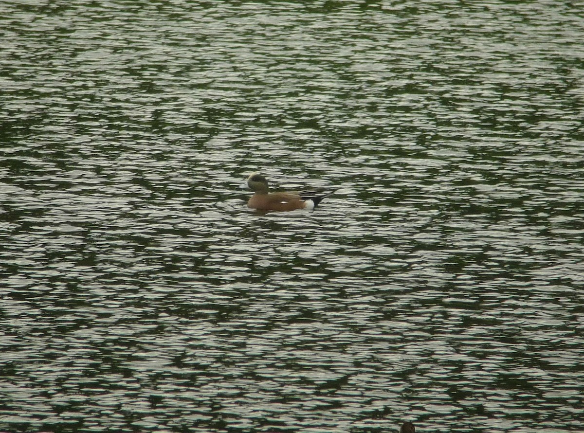 American Wigeon - ML637421667