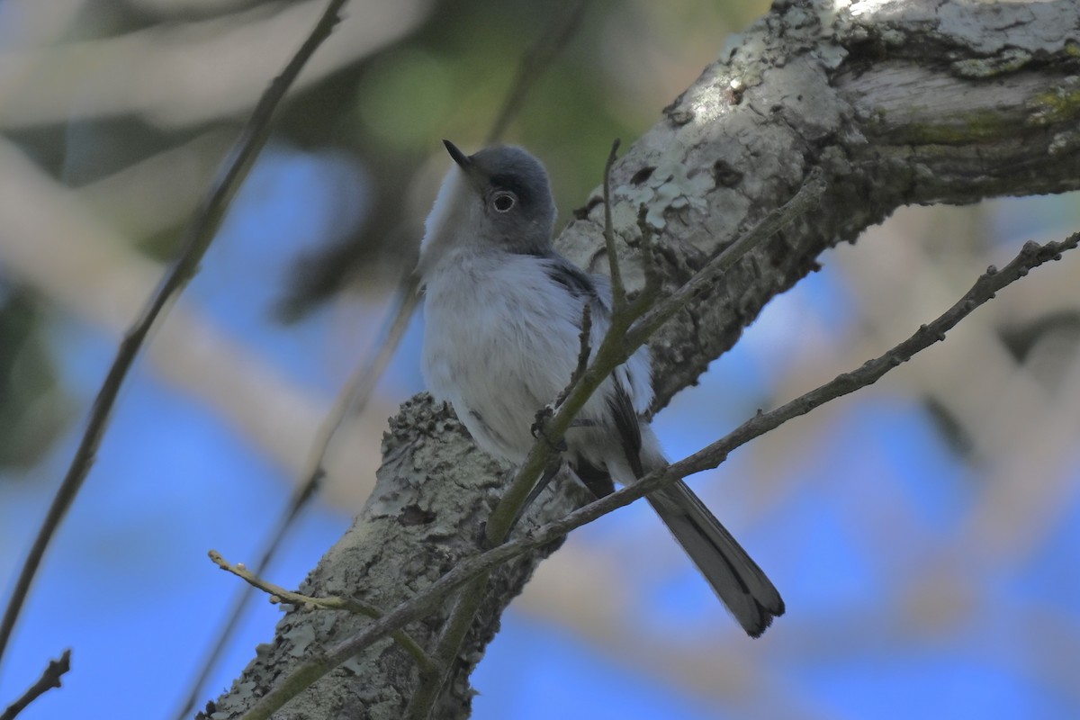 Blue-gray Gnatcatcher - ML637421766