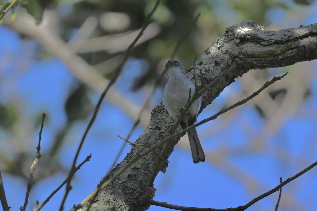 Blue-gray Gnatcatcher - ML637421767
