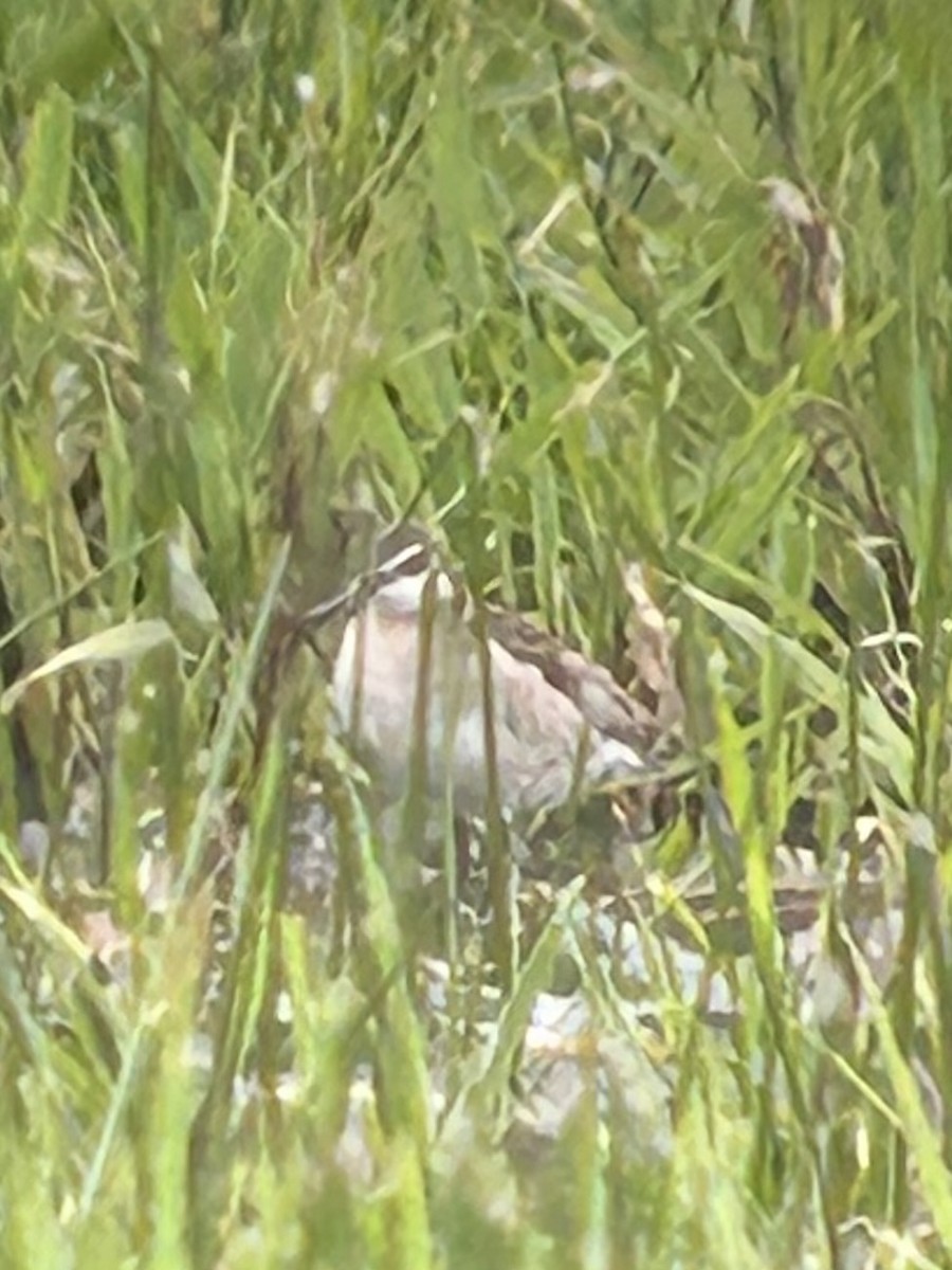 Wilson's Phalarope - ML637421806