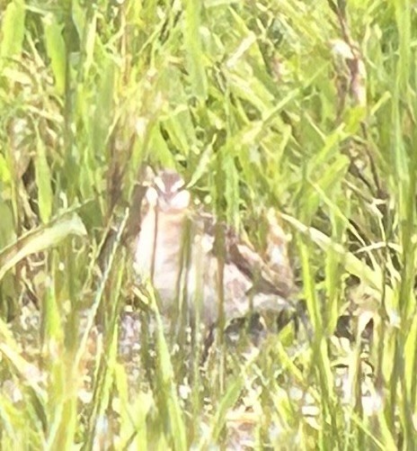 Wilson's Phalarope - ML637421807